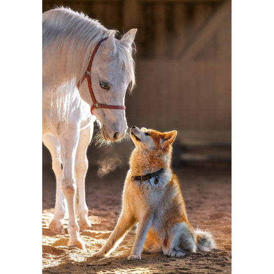 Unique Friendship - 1000 Teile Puzzle