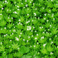 Waldmeister - Kraut