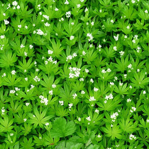 Waldmeister - Kraut