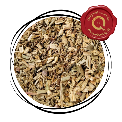 Wegwarte - Kraut