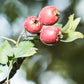 Weißdorn - Beeren