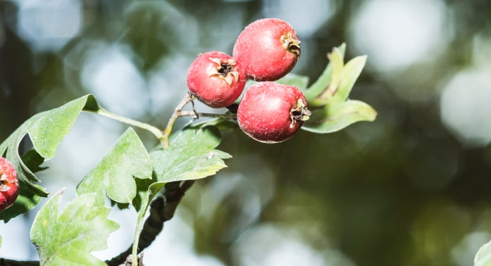 Weißdorn - Beeren