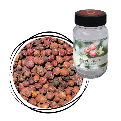 Weißdorn - Beeren