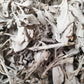 Weißer Salbei - Kraut