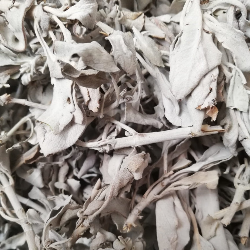 Weißer Salbei - Kraut